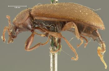 Media type: image;   Entomology 8300 Aspect: habitus lateral view